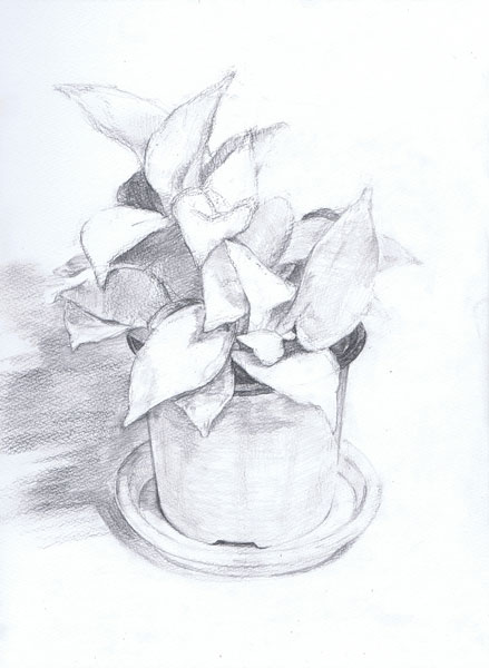 観葉植物-鉛筆デッサン描き方・制作過程6