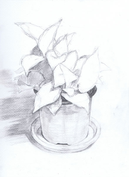 観葉植物-鉛筆デッサン描き方・制作過程5