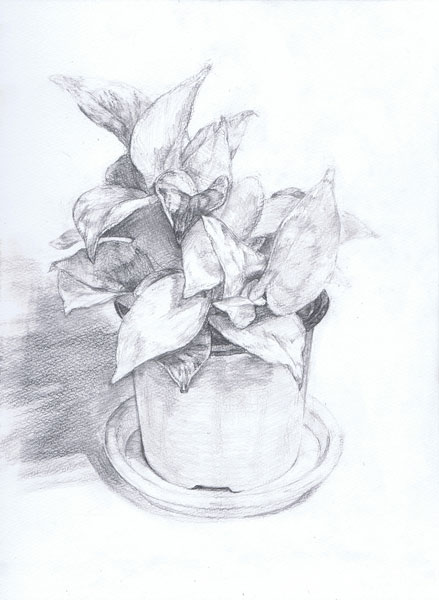 観葉植物-鉛筆デッサン描き方・制作過程7