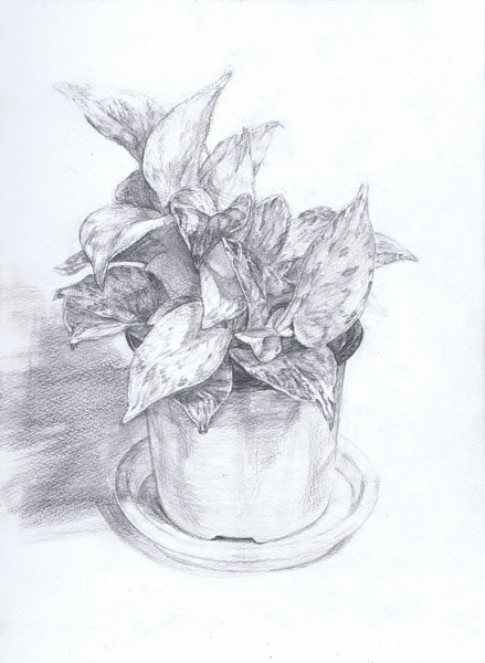 観葉植物の鉛筆デッサン描き方過程8