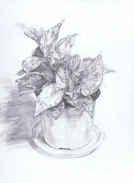 観葉植物-鉛筆デッサン描き方・制作過程9