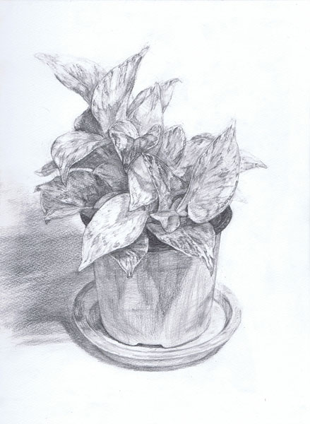 観葉植物-鉛筆デッサン描き方・制作過程10
