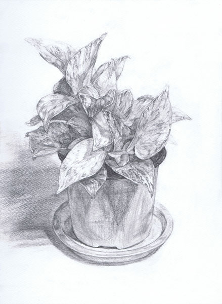 観葉植物の鉛筆デッサン描き方過程11
