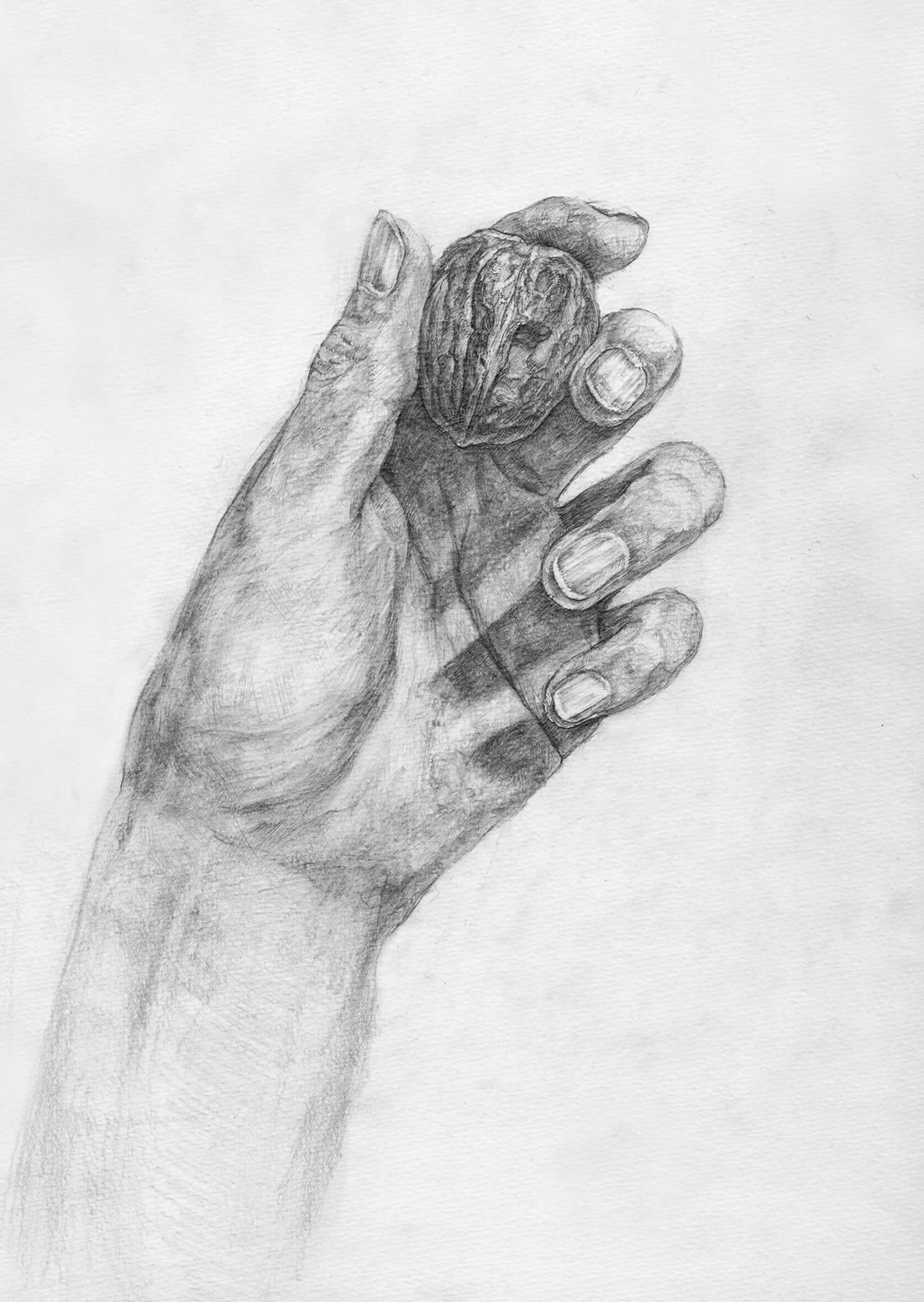 手とクルミのデッサン 鉛筆デッサン画像 参考作品