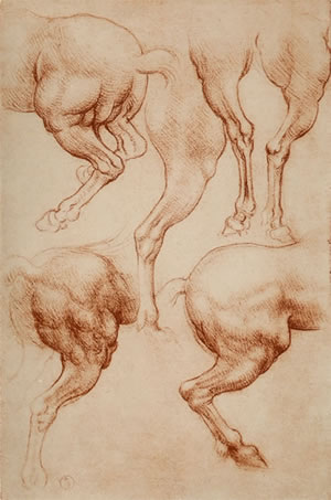 レオナルド・ダ・ヴィンチ《馬の臀部と後肢の6つの習作》1508年頃