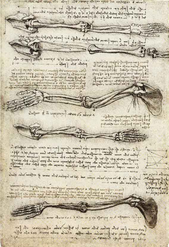 レオナルド・ダ・ヴィンチ『腕の骨格』1510年頃