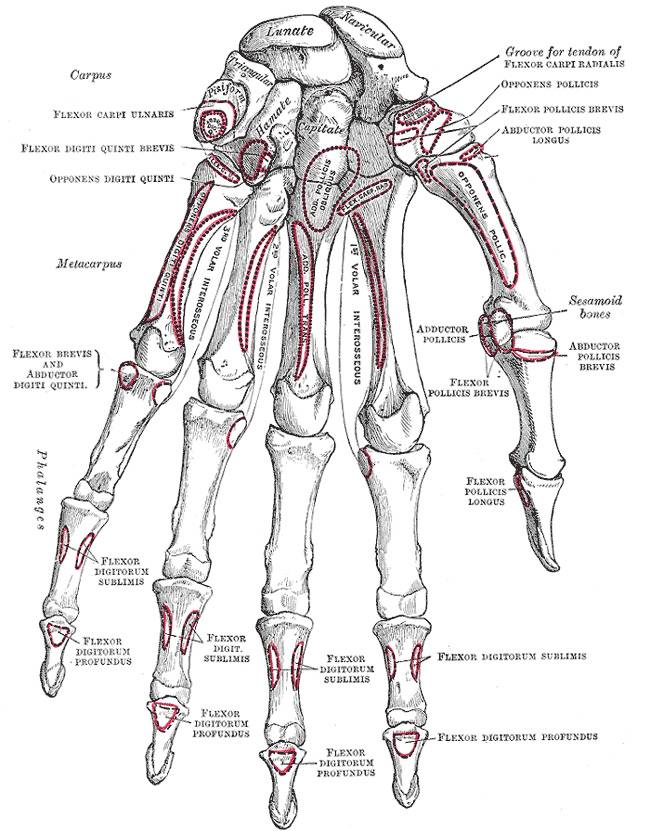 美術解剖学が理解できるモチーフ | 鉛筆デッサン初心者が描くべきモチーフ